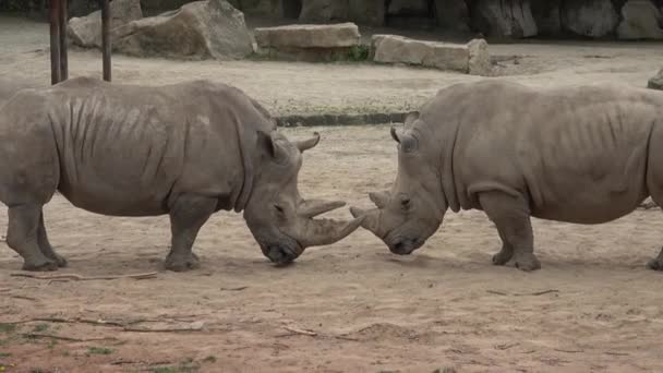Southern white rhinoceros (Ceratotherium simum simum). Wildlife animal. Critically endangered animal species. - Footage, Video