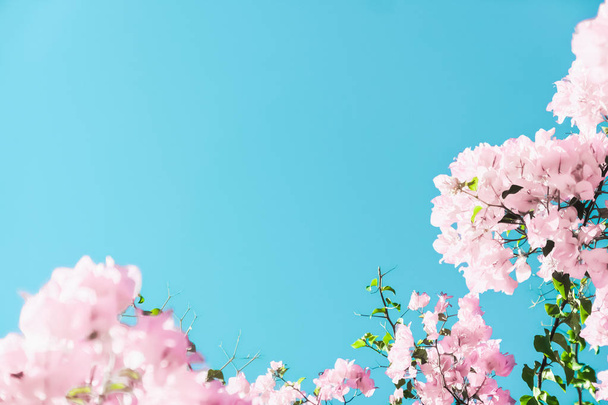 Pastel pink blooming flowers and blue sky in a dream garden, flo - Photo, Image