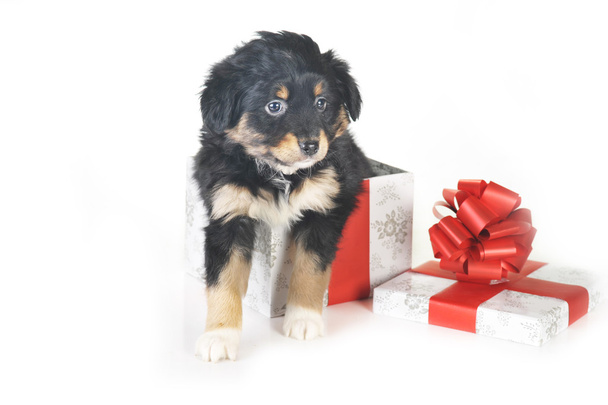 Puppy and gift box - Zdjęcie, obraz