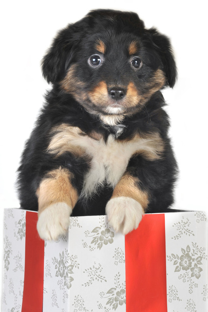 Puppy and gift box - Φωτογραφία, εικόνα
