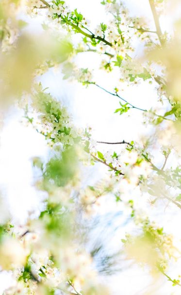 Cherry tree blossom in spring, white flowers as nature backgroun - Photo, Image