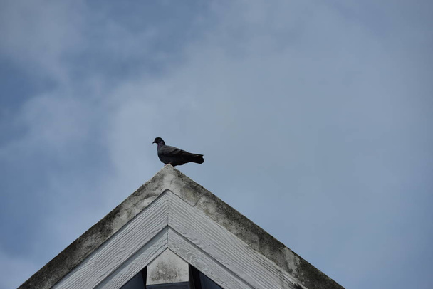 Птица на крыше дома на облачном фоне неба - Фото, изображение