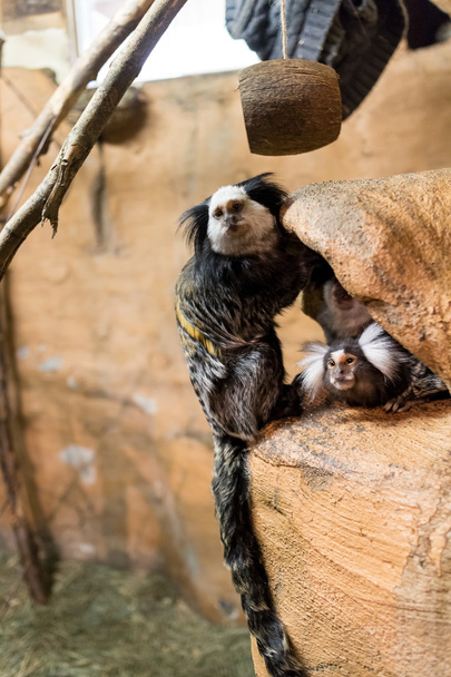 some marmosets playing - Photo, Image