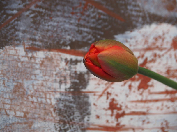 抽象的な背景にチューリップの花は愛の象徴です。多くの花と同様に、チューリップの異なる色もしばしば独自の意義を運びます。赤いチューリップは真の愛と最も強く結びついている.  - 写真・画像