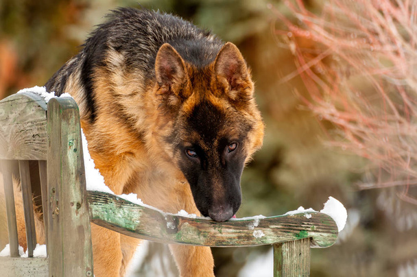 Německý ovčák štěně pes stojící na lavičce v zimě - Fotografie, Obrázek