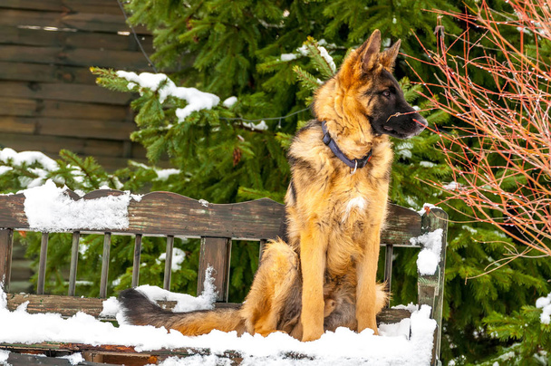 Un perro pastor alemán sentado en un banco en invierno
 - Foto, imagen