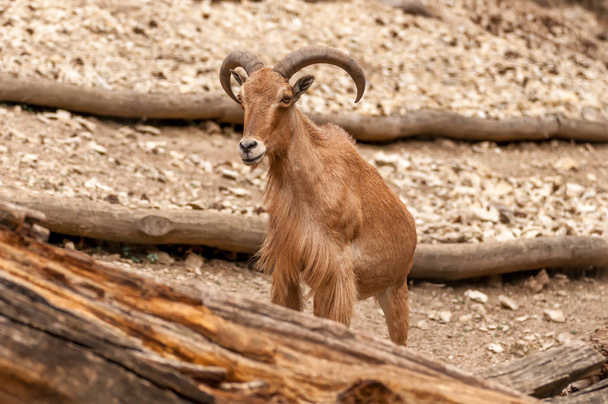 Porträt eines Berberschafs im Zoo - Foto, Bild