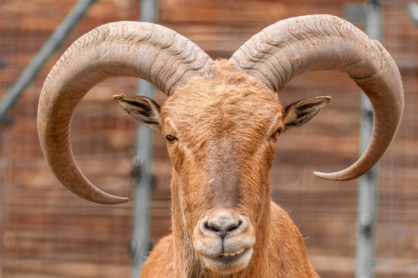 Hayvanat bahçesinde ki barbar bir koyun portresi - Fotoğraf, Görsel