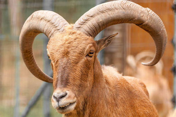 Portrait of a barbary sheep in a zoo - Photo, Image
