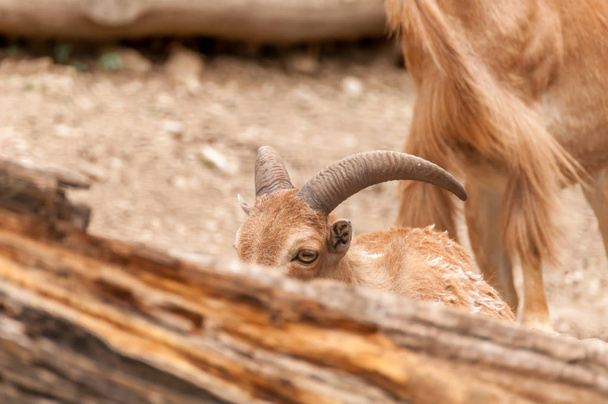 Portrait of a barbary sheep in a zoo - Photo, Image