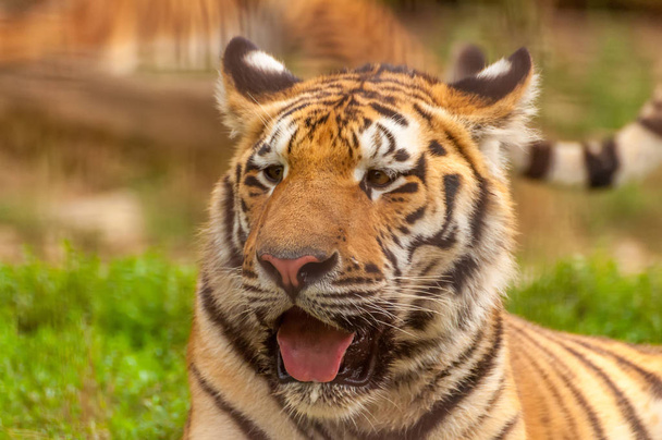 Portrait of an amur tiger in a zoo - Foto, Imagen