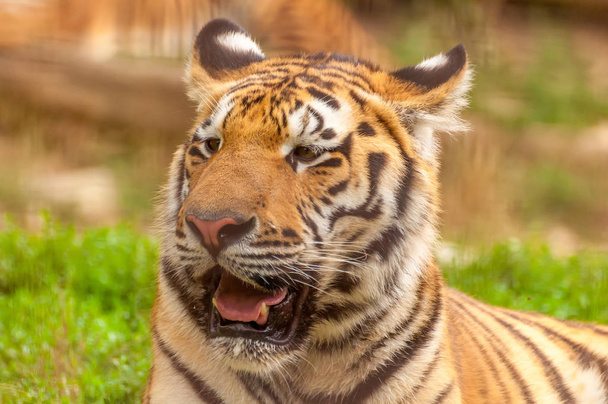Portrait of an amur tiger in a zoo - Foto, Imagen