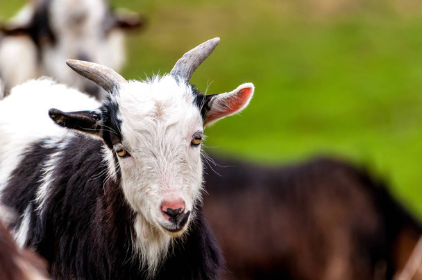 Portrait of a small young goat - Photo, Image