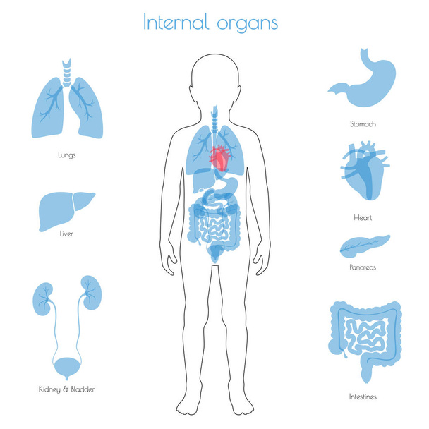 人間の内臓のベクトル - ベクター画像