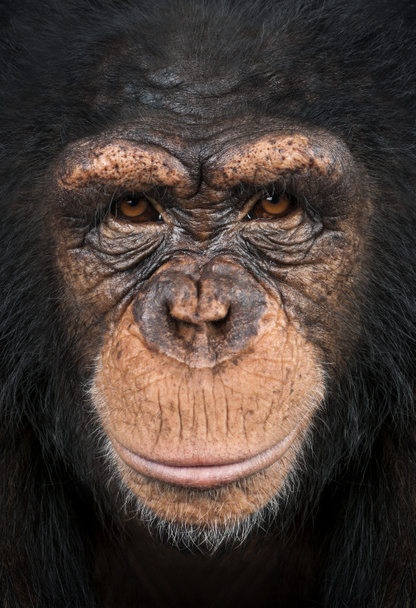 Primer plano de un chimpancé mirando a la cámara, Pan troglodytes
 - Foto, Imagen