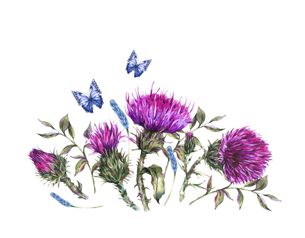 Ακρυλικά γαϊδουράγκαθο, μπλε πεταλούδες, άγρια λουλούδια απεικόνιση, - Φωτογραφία, εικόνα