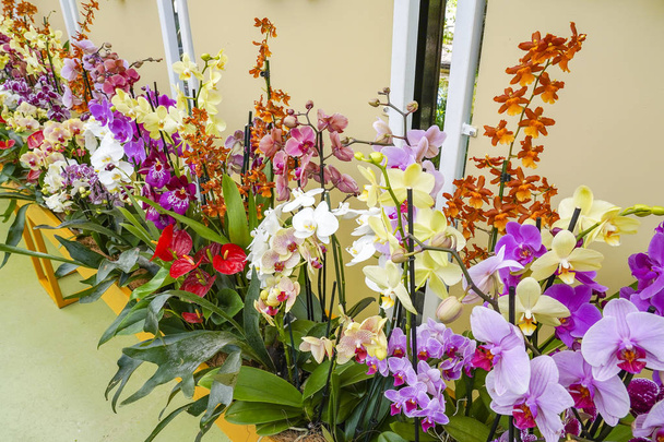 Barevná kombinace orchidejí (hlavně Phalaenopsis) - Fotografie, Obrázek