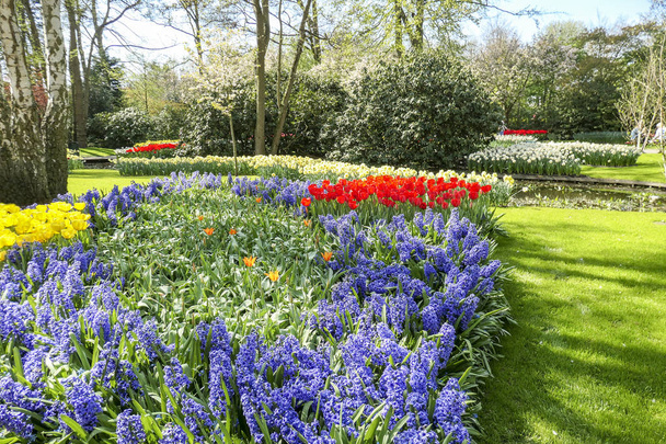 Mezi stromy a křovinami se nachází několik květinových postelí se žlutými a červenými tulipány, purpurovými hyacinty a bílými daffodily - Fotografie, Obrázek