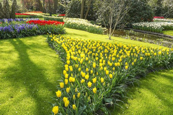 Krásný zelený trávník naplněný květinovými záhony se žlutými tulipány, purpurovými hyacinty a bílými daffodily - Fotografie, Obrázek