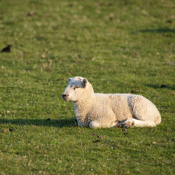 Corderos jóvenes de primavera al sol temprano en la mañana en los países ingleses
 - Foto, Imagen