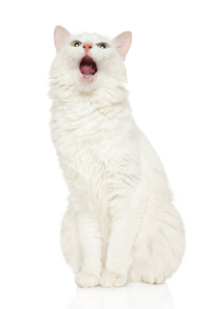 Turco Angora gato no fundo branco
 - Foto, Imagem