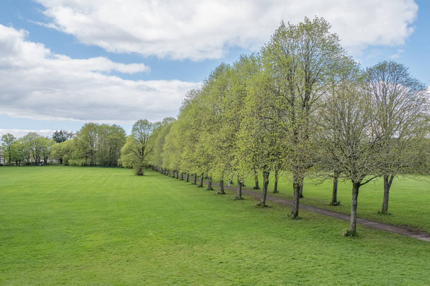 Eglinton Park na początku lata w Szkocji z pięknymi dojrzałymi drzewami. - Zdjęcie, obraz