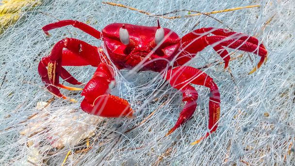Cangrejo rojo capturado en la red del mar
 - Foto, Imagen