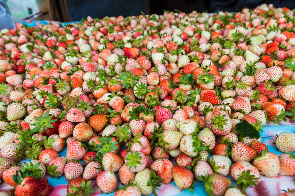 Cosecha de fruta fresca de fresa de la granja
 - Foto, imagen