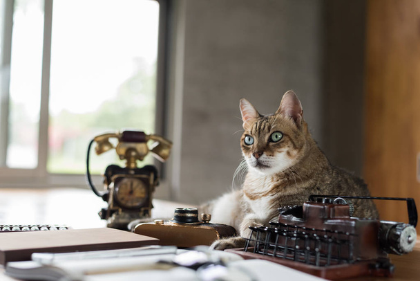 кошка остаться на столе
 - Фото, изображение