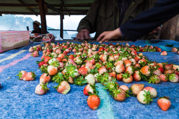 Φρέσκια φράουλα φρούτων συγκομιδή από το αγρόκτημα - Φωτογραφία, εικόνα