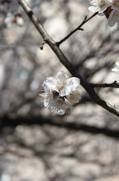 zbliżenie kwiatów kwitnących na drzewie w sezonie wiosennym   - Zdjęcie, obraz
