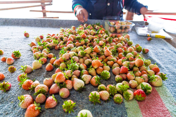 Raccolta di fragole fresche dalla fattoria
 - Foto, immagini