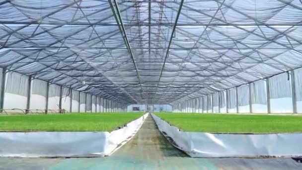 Przestronna szklarnia z rosnącym sadzonek. Zielone plantacje w szklarniach - Materiał filmowy, wideo