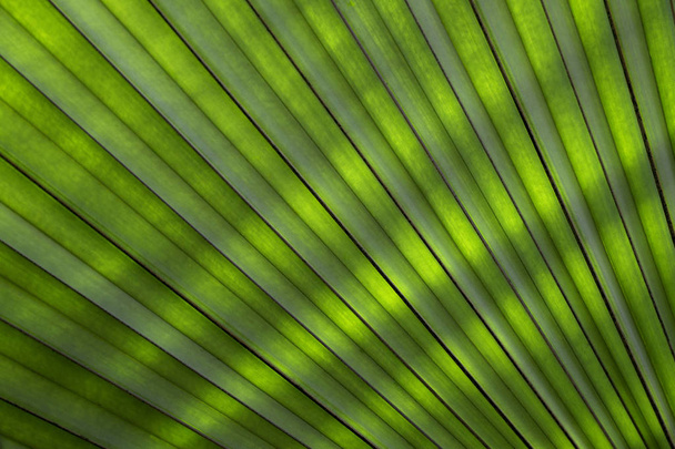 Green leaf texture as background. Texture of nature. Abstract colorful background . For add text .Abstract background photo. Close up. - Photo, Image