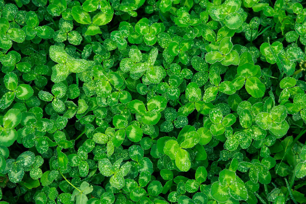 Green background of fresh juicy grass in drops of dew after rain - Φωτογραφία, εικόνα