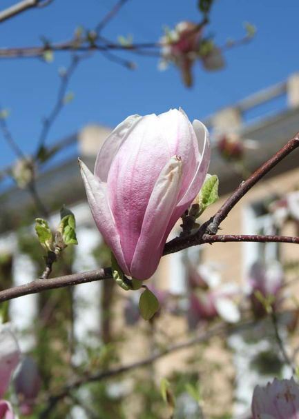 close up of Magnolia flowers blooming at tree at spring season   - Photo, Image