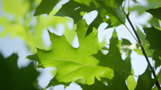 Φύλλα βελανιδιάς. Πράσινο όμορφο φύλλωμα δέντρων. Νεαρά φύλλα στο κλαδί - Πλάνα, βίντεο