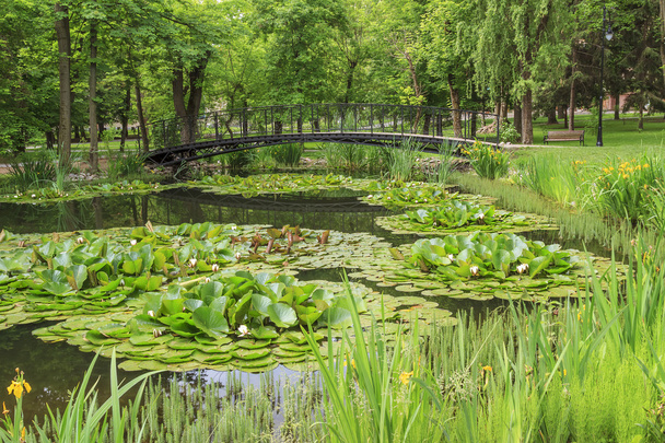 都市公園における池の上の歩道橋 - 写真・画像