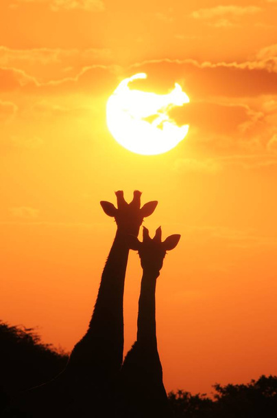 Dzika żyrafa w kompletnej dziczy Namibii, południowo-zachodniej Ariki. Fotografia sylwetka przed zachodem słońca niebo złoty żółty.  - Zdjęcie, obraz