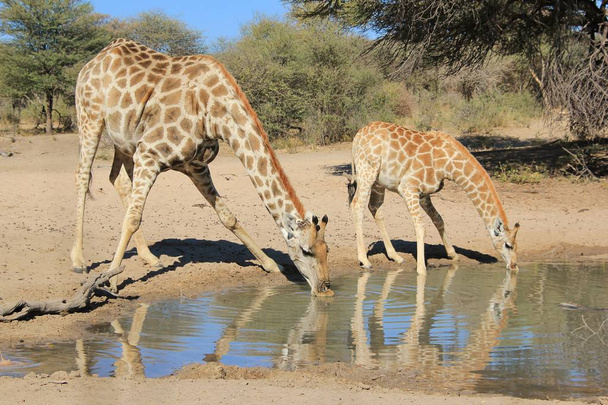 Wild Giraffe poseren in de complete wildernis van Namibië, zuidwest Arica. Een koe en haar grote kuit buigen in acrobatische houding voor een slokje leven dat water geeft.  - Foto, afbeelding