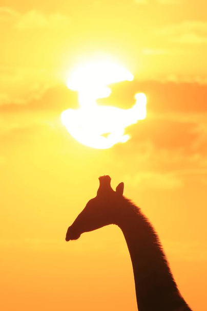 Η άγρια καμηλοπάρδαλη ποζάρει στην άγρια φύση της Ναμίμπια, στη νοτιοδυτική Αμερική. Απλή φωτογραφία σιλουέτας ενάντια σε ένα φωτεινό ηλιοβασίλεμα του ουρανού.  - Φωτογραφία, εικόνα