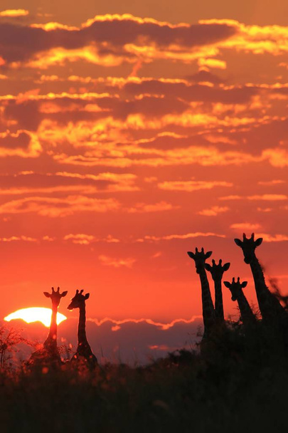 Η άγρια καμηλοπάρδαλη ποζάρει στην άγρια φύση της Ναμίμπια, στη νοτιοδυτική Αμερική. Ένα κοπάδι ποζάρουν σε σιλουέτα ενάντια σε ένα ροζ και κόκκινο ηλιοβασίλεμα ουρανό.  - Φωτογραφία, εικόνα