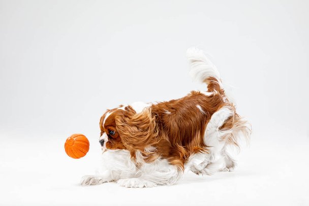 Spaniel is playing on the white background - 写真・画像