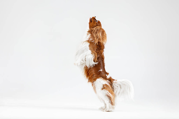 Spaniel is playing on the white background - Foto, Imagen