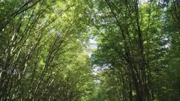 Ormanda yeşil ağaçların taçaltında uçuş. Kalın bitki örtüsü. Güzel orman - Video, Çekim