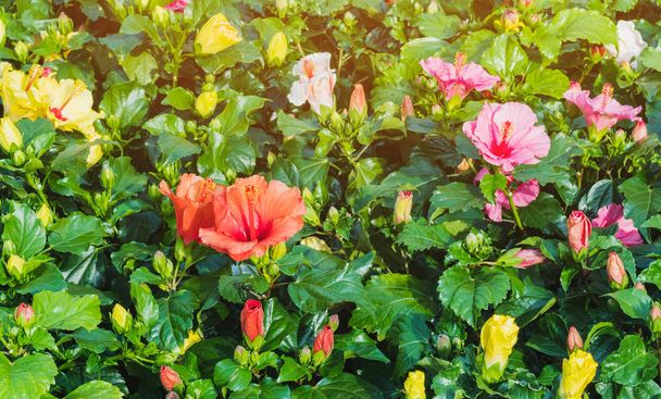 Beautiful of colorful hibiscus flowers in public garden at Ho Chi Minh City, Vietnam. - Photo, Image