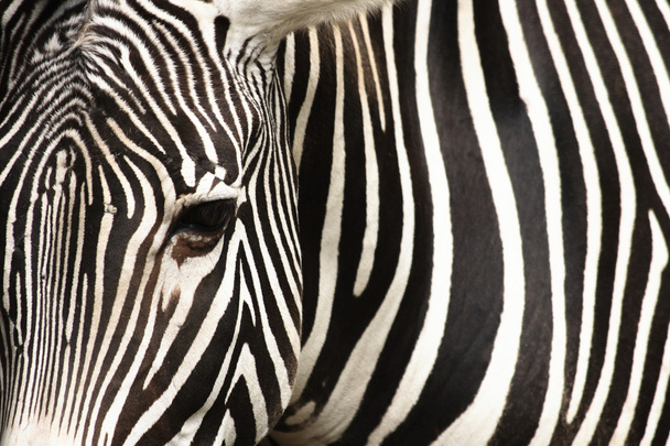 Zebra doku - Fotoğraf, Görsel