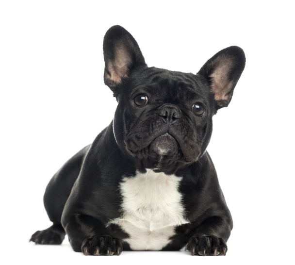 Franse bulldog liegen, geïsoleerd op wit - Foto, afbeelding