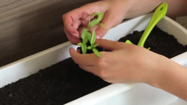 Woman shares sprouts seedlings. Transplanting hot pepper seedlings - Filmagem, Vídeo