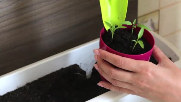  Woman working with sprouts seedlings. Adds earth to the pot. Transplanting hot pepper seedlings - Video
